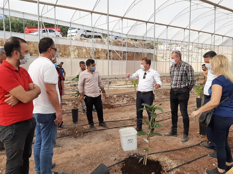 MERSİN'DE TROPİK MEYVE YETİŞTİRİCİLİĞİ ARTIYOR